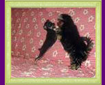 russian toy terrier Xena and yorkshire terrier Bazooka