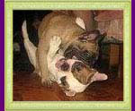 french bulldogs Elaina Busalie and Antalia