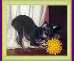 russian toy terrier Xena