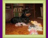 rottweiler Xirk vom Calibra
