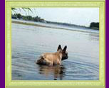 french bulldogs Antalia