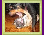 french bulldog Antalia and rottweiler Xirk