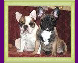 french bulldogs Elaina Busalie and Antalia