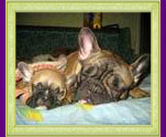 french bulldogs Banderos and Antalia