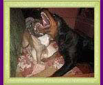 french bulldog Antalia and rottweiler Xirk
