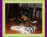 rottweiler Xirk vom Calibra