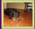 rottweiler Xirk vom Calibra