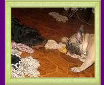 french bulldog Antalia and rottweiler Xirk