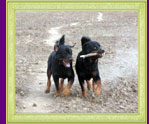 rottweilers Xirk и Solo