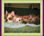 french bulldogs Elaina Busalie, Bekki, Banderos, Antalia