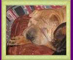 shar pei Karina Klan Ryzhih Psov