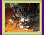 puppies