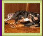 rottweiler Xirk and yorkshire terrier