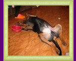 rottweiler Xirk vom Calibra