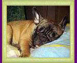 french bulldog Antalia