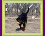 rottweiler Xirk vom Calibra