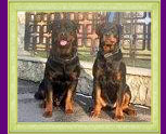 rottweilers Xirk и Solo