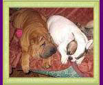 french bulldog Elaina Busalie and shar pei Modest