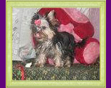 yorkshire terrier Bazooka