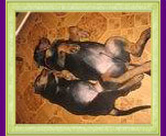 rottweilers Xirk и Sky
