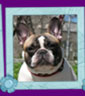 french bulldog Sopianae Imperator Alpha Affinity