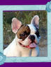 french bulldog Prints Lotter Elaina Busalie