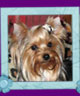 yorkshire terrier Bazooka