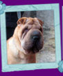 sharpei Denira Dolores Favorit