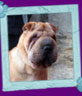 sharpei Karina