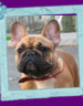 french bulldog Huston dlya Palevyh Buldogov