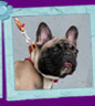french bulldog Antalia Kron Vekar
