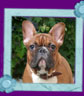 french bulldog Number One Kron Vekar