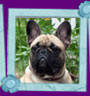 french bulldog Orange Okay de Elka Gyvybes Zyme