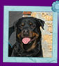 rottweiler Solo from House Rotwis