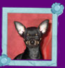 russian toy terrier Xena