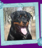 rottweiler Xirk vom Calibra