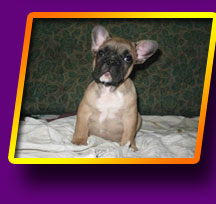 french bulldog Banderos Lord Kron Vekar