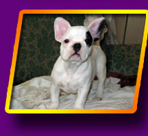 french bulldog Bekki Vaise Kron Vekar