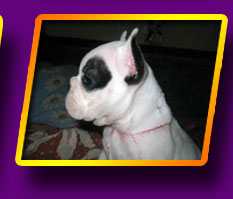 french bulldog Bekki Vaise Kron Vekar