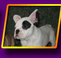 french bulldog Bekki Vaise Kron Vekar