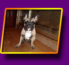 french bulldog Fantastic Sonet Kron Vekar