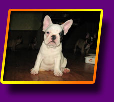 french bulldog Feya Fortuna Kron Vekar