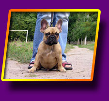 french bulldog Focus Kron Vekar