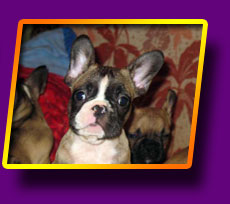 french bulldog Flibustier Kron Vekar