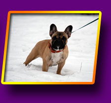 french bulldog Grossa Bis Kron Vekar