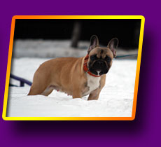 french bulldog Grossa Bis Kron Vekar