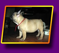french bulldog Gremmi Kron Vekar