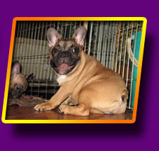 french bulldog Gran-Pri Kron Vekar