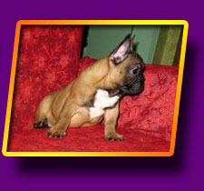 french bulldog Gulliver Kron Vekar