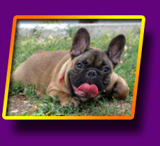 french bulldog Gulliver Kron Vekar